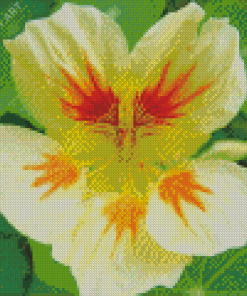 Close Up Nasturtium Diamond Paintings