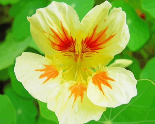 Close Up Nasturtium Diamond Paintings