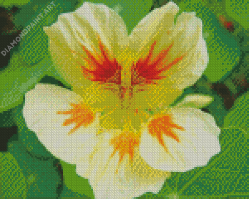 Close Up Nasturtium Diamond Paintings