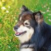 Close Up Finnish Lapphund Diamond Painting