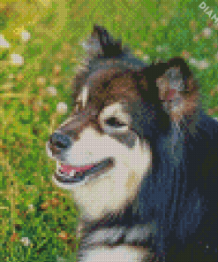 Close Up Finnish Lapphund Diamond Painting