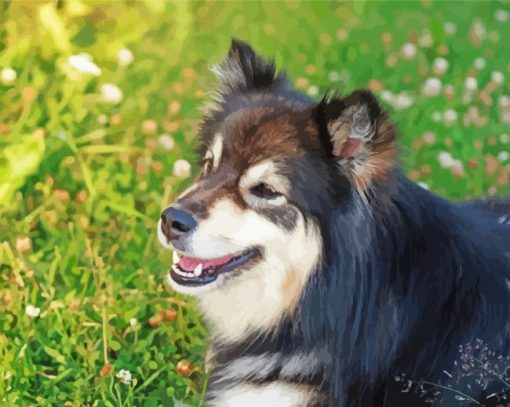 Close Up Finnish Lapphund Diamond Painting