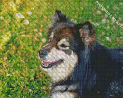 Close Up Finnish Lapphund Diamond Painting