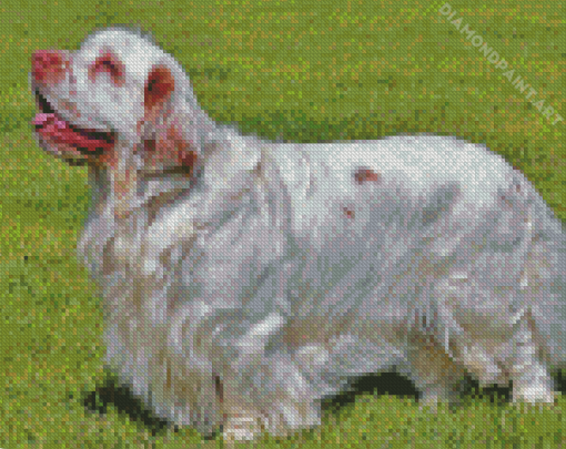 Clumber Spaniel Dog Diamond Painting