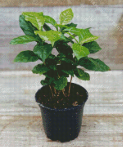 Coffee Plant In Pot Diamond Painting