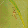 Culex Pipiens Mosquito Diamond Painting