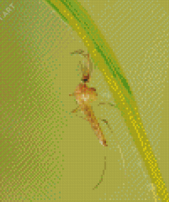 Culex Pipiens Mosquito Diamond Painting