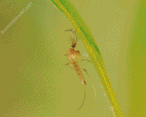 Culex Pipiens Mosquito Diamond Painting