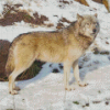 Eastern Wolf In Snow Diamond Paintings