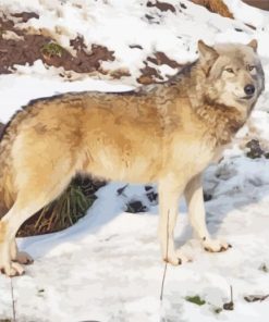 Eastern Wolf In Snow Diamond Paintings