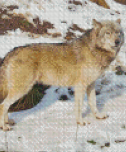 Eastern Wolf In Snow Diamond Paintings