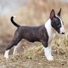 English Bull Terrier Diamond Paintings