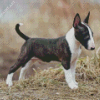 English Bull Terrier Diamond Paintings