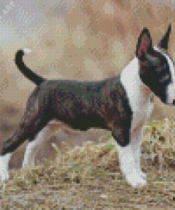 English Bull Terrier Diamond Paintings