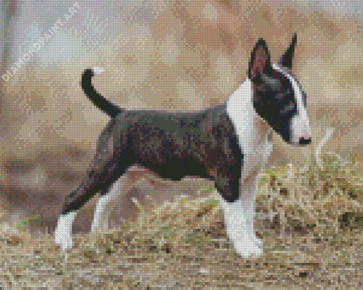 English Bull Terrier Diamond Paintings