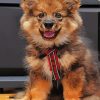 Finnish Lapphund Puppy Diamond Paintin