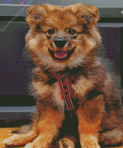 Finnish Lapphund Puppy Diamond Painting