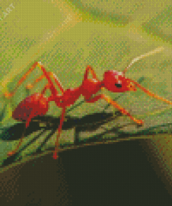 Fire Ant Insect Diamond Painting