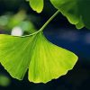 Ginkgo Biloba Leave Diamond Painting