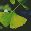 Ginkgo Biloba Leave Diamond Painting