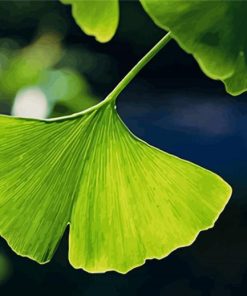 Ginkgo Biloba Leave Diamond Painting