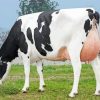 Holstein Friesian Cattle Diamond Painting