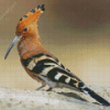 Hoopoe Bird Diamond Painting