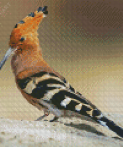 Hoopoe Bird Diamond Painting