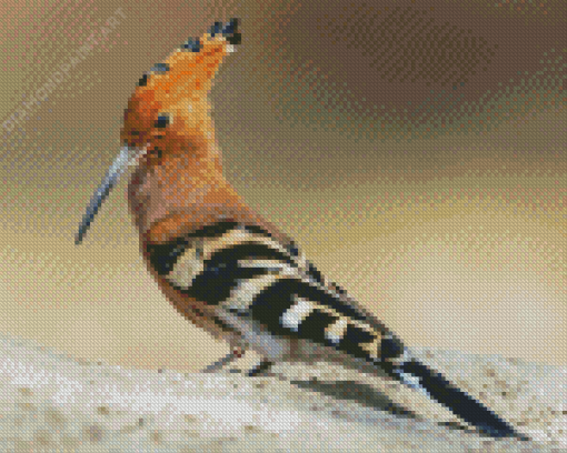 Hoopoe Bird Diamond Painting