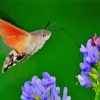 Hummingbird Hawk Moth Diamond Paintings