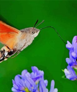 Hummingbird Hawk Moth Diamond Paintings