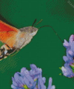 Hummingbird Hawk Moth Diamond Paintings