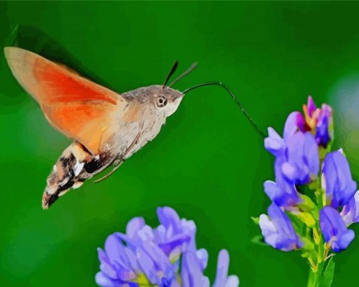 Hummingbird Hawk Moth Diamond Paintings