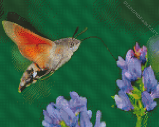 Hummingbird Hawk Moth Diamond Paintings