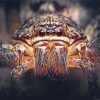 Huntsman Spider Face Diamond Painting