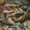 Nightjar Diamond Painting