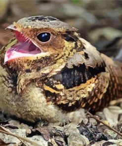 Nightjar Diamond Painting