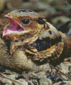 Nightjar Diamond Painting