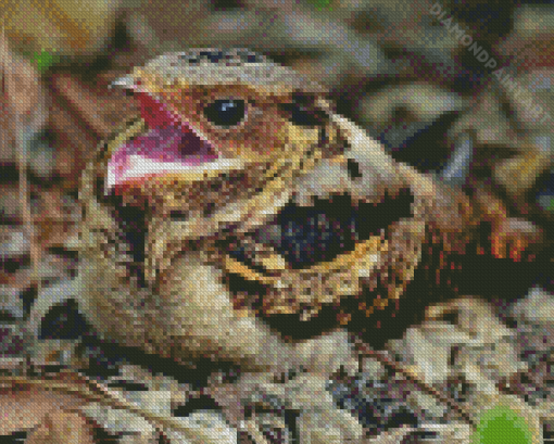 Nightjar Diamond Painting