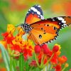 Orange Flower With Butterfly Diamond Painting