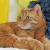 Orange Tabby Cat With Green Eyes Diamond Painting