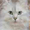 Persian Cat Diamond Paintings