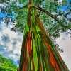 Rainbow Eucalyptus Tree Diamond Painting