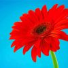 Red Gerbera Daisy Diamond Paintings