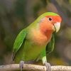 Rosy Faced Lovebird Diamond Paintings