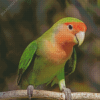 Rosy Faced Lovebird Diamond Paintings