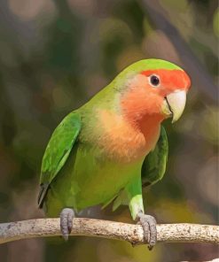 Rosy Faced Lovebird Diamond Paintings