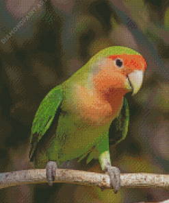 Rosy Faced Lovebird Diamond Paintings