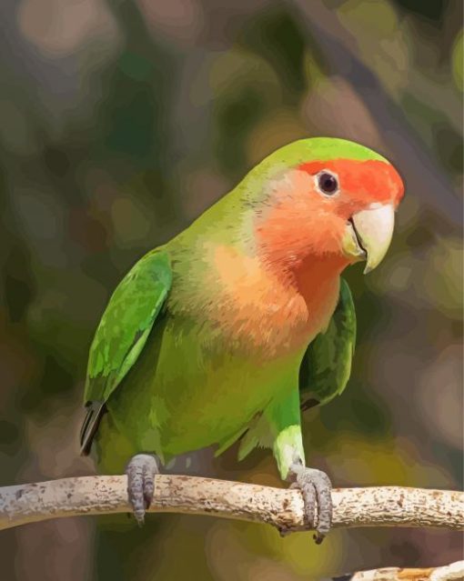 Rosy Faced Lovebird Diamond Paintings