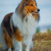 Shetland Sheepdog Diamond Painting